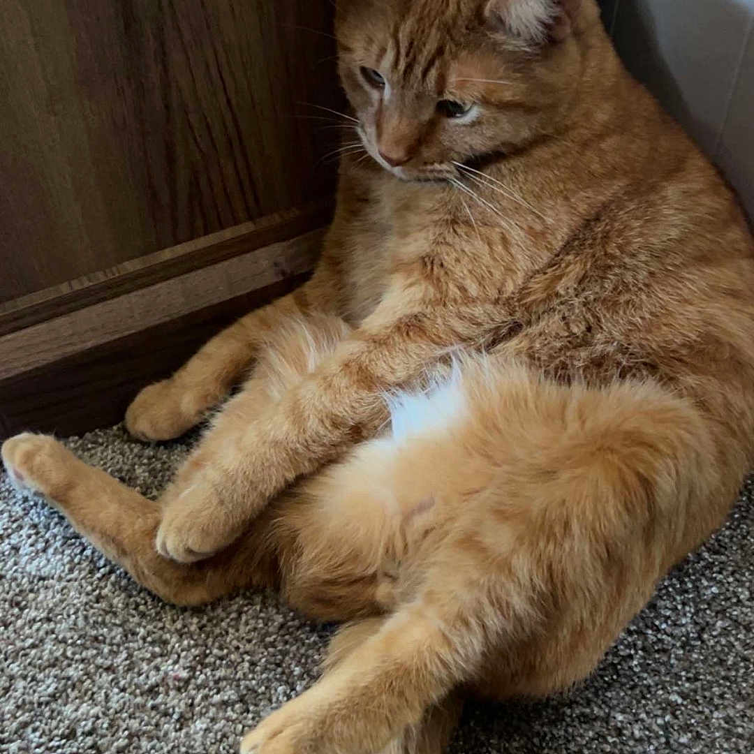 Simba is registered to the contest to win money with this photo: animal, carpet, cat, cute, domestic, feline, fluffy, fur, indoor, mammal, orange_tabby, paws, pet, portrait, relaxed, resting, sitting, tail, whiskers, wooden_wall