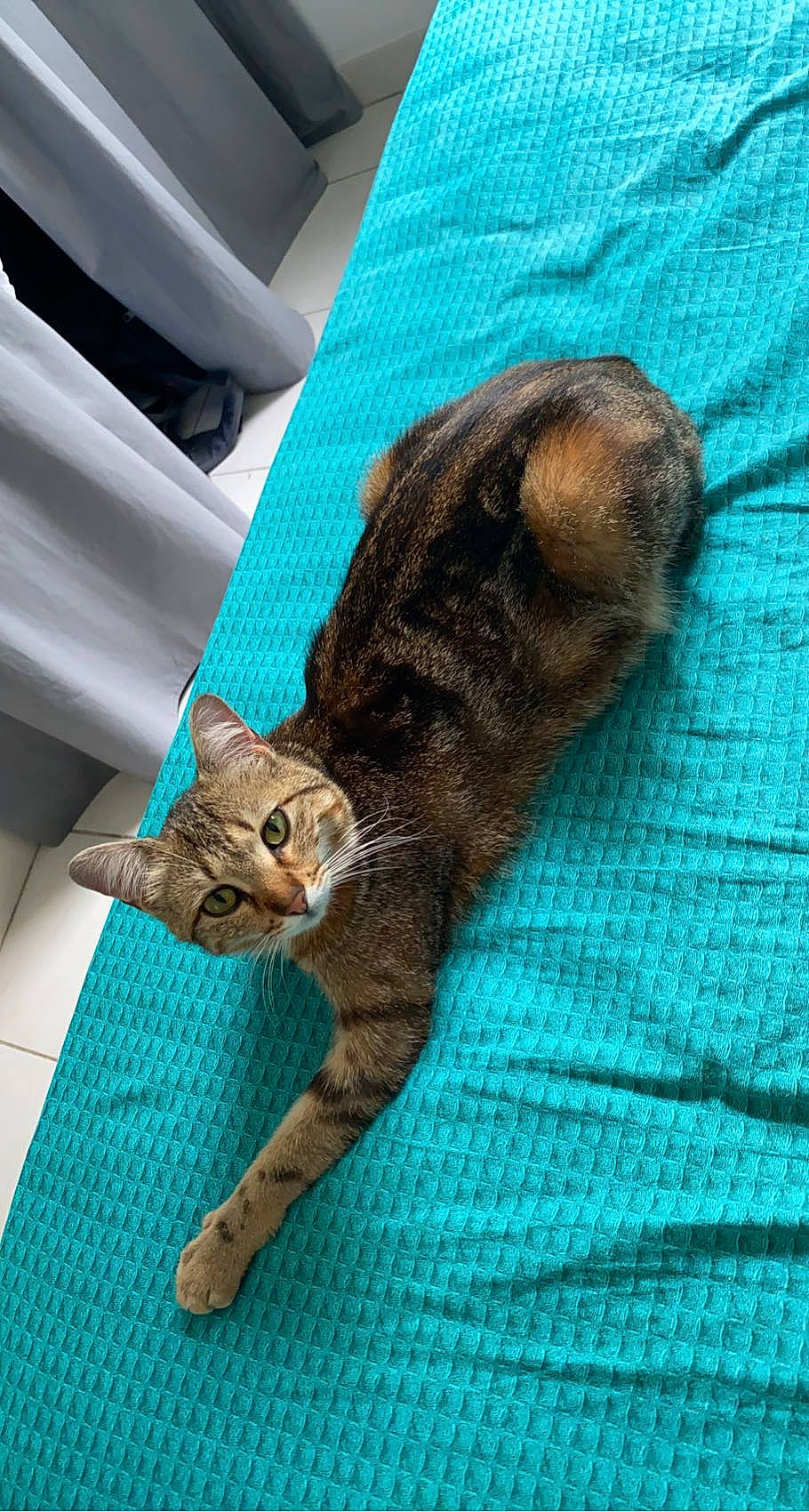 Pepita a rejoint le concours — aidez-le/la à gagner de superbes lots ! carnivore, cat, claw, comfort, dog_breed, domestic_short_haired_cat, fawn, felidae, fur, linens, nap, paw, small_to_medium_sized_cats, snout, tail, terrestrial_animal, whiskers