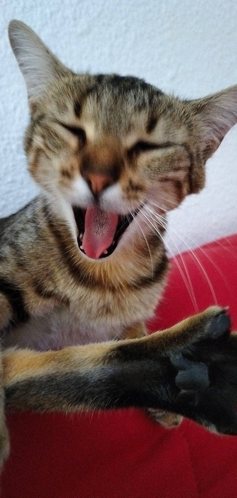 Pepita a rejoint le concours — aidez-le/la à gagner de superbes lots ! carnivore, cat, claw, close_up, comfort, domestic_short_haired_cat, fang, felidae, foot, fur, paw, small_to_medium_sized_cats, snout, terrestrial_animal, whiskers, wildlife, window, yawn