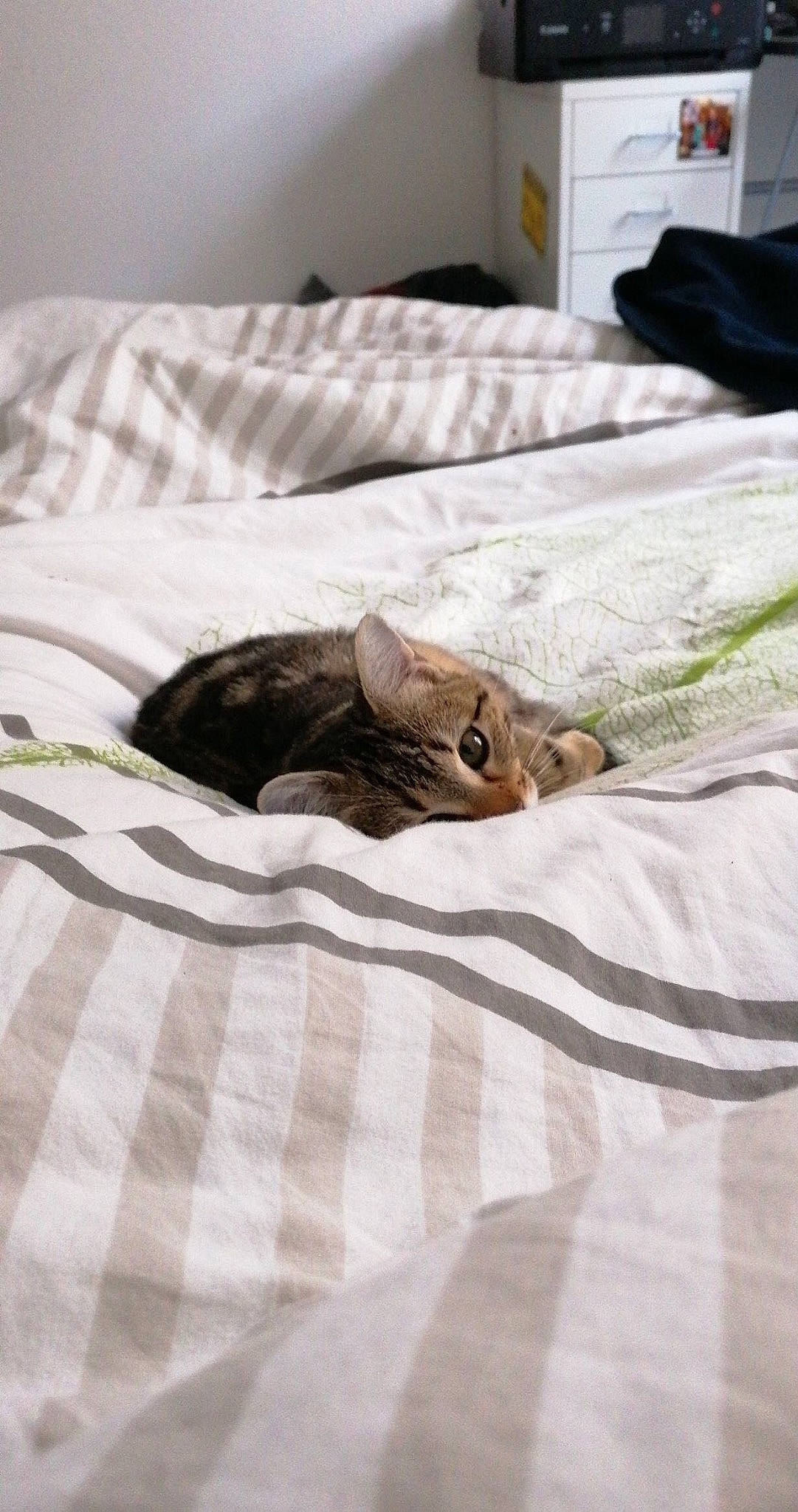 Pepita a rejoint le concours — aidez-le/la à gagner de superbes lots ! bed, bed_sheet, bedding, bedroom, brown, carnivore, cat, comfort, duvet, fawn, felidae, fur, grey, linens, pattern, room, small_to_medium_sized_cats, textile, whiskers, wood