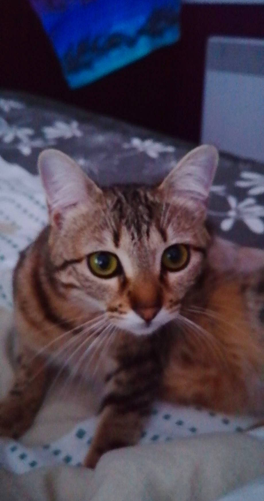 Pepita a rejoint le concours — aidez-le/la à gagner de superbes lots ! carnivore, cat, domestic_short_haired_cat, felidae, fur, photo_caption, small_to_medium_sized_cats, snout, terrestrial_animal, whiskers, wildlife, window