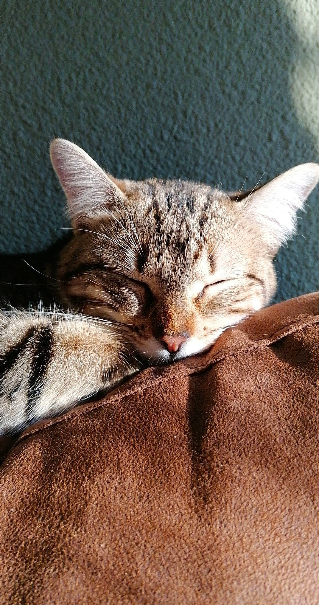 Pepita a rejoint le concours — aidez-le/la à gagner de superbes lots ! carnivore, cat, claw, comfort, domestic_short_haired_cat, fawn, felidae, fur, grass, paw, small_to_medium_sized_cats, snout, tail, terrestrial_animal, tree, whiskers, wildlife, wood