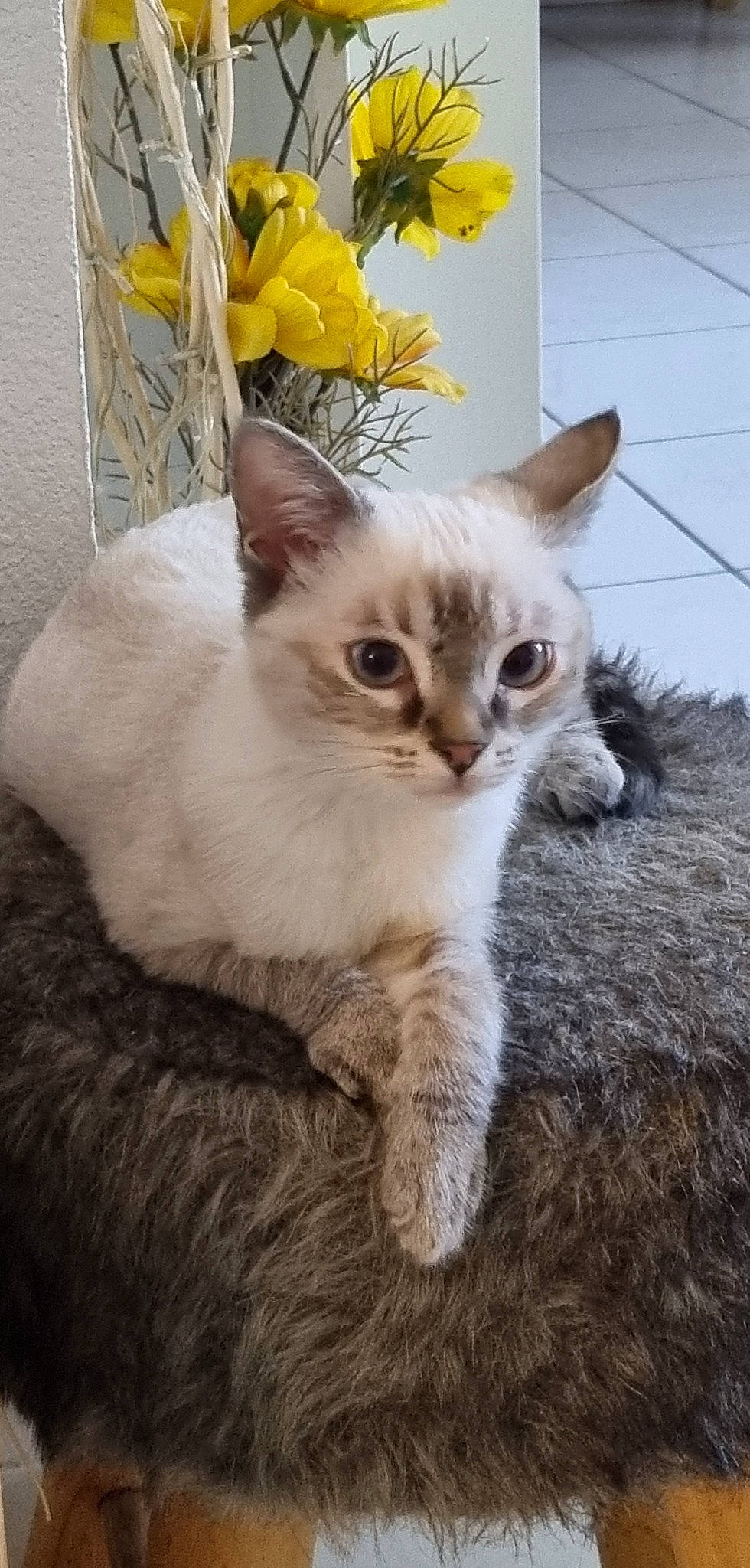 Bijou participe au concours pour gagner de l'argent avec cette photo : carnivore, cat, claw, domestic_short_haired_cat, fawn, felidae, fur, paw, petal, plant, small_to_medium_sized_cats, snout, tail, whiskers, window