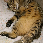 Jaggie is registered to the contest to win money with this photo: animal, bed, blanket, cat, cozy, cute, domestic_animal, feline, fluffy, fur, indoor, paw, pet, relaxed, resting, sleeping, striped, tabby_cat, tail, whiskers