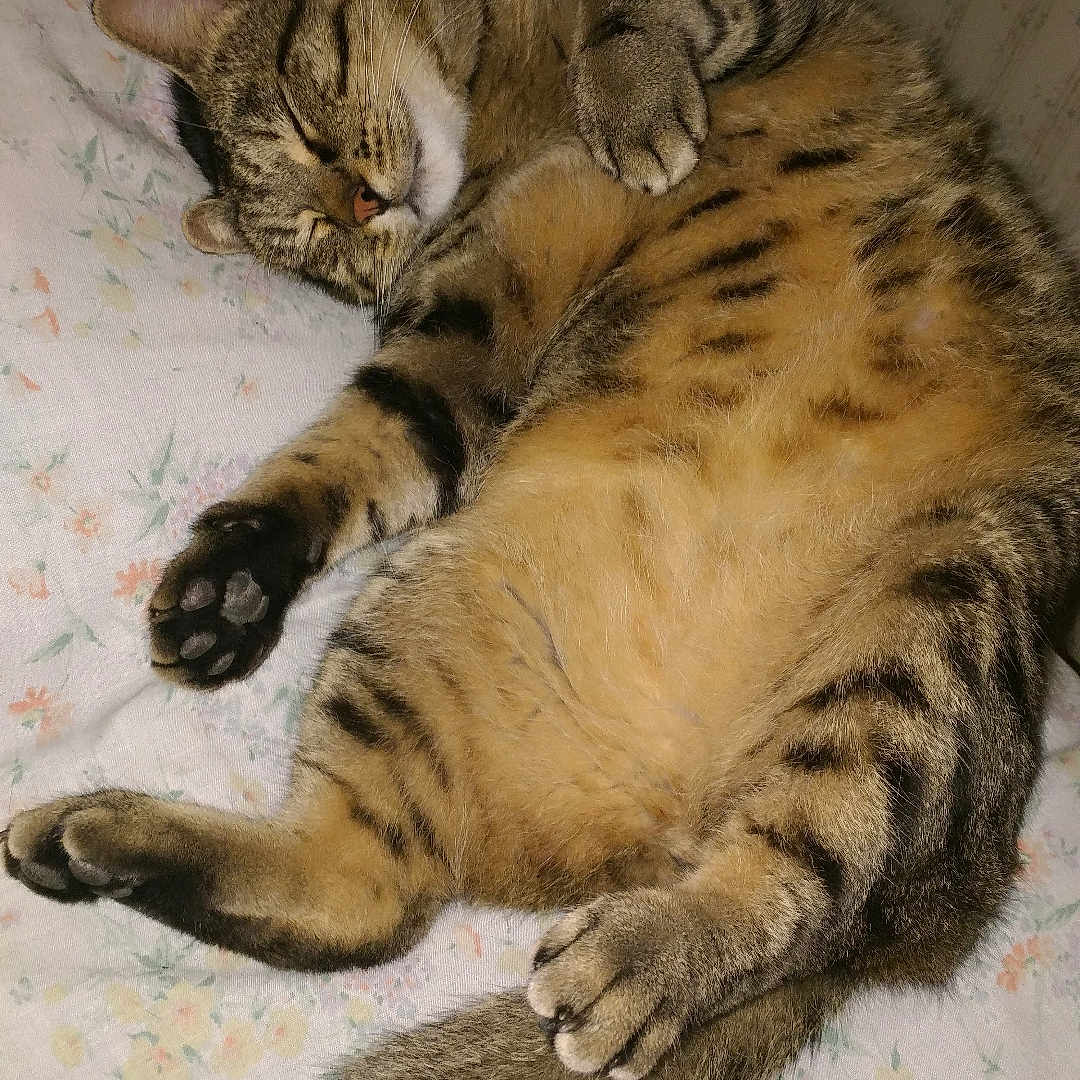 Jaggie is registered to the contest to win money with this photo: animal, bed, blanket, cat, cozy, cute, domestic_animal, feline, fluffy, fur, indoor, paw, pet, relaxed, resting, sleeping, striped, tabby_cat, tail, whiskers