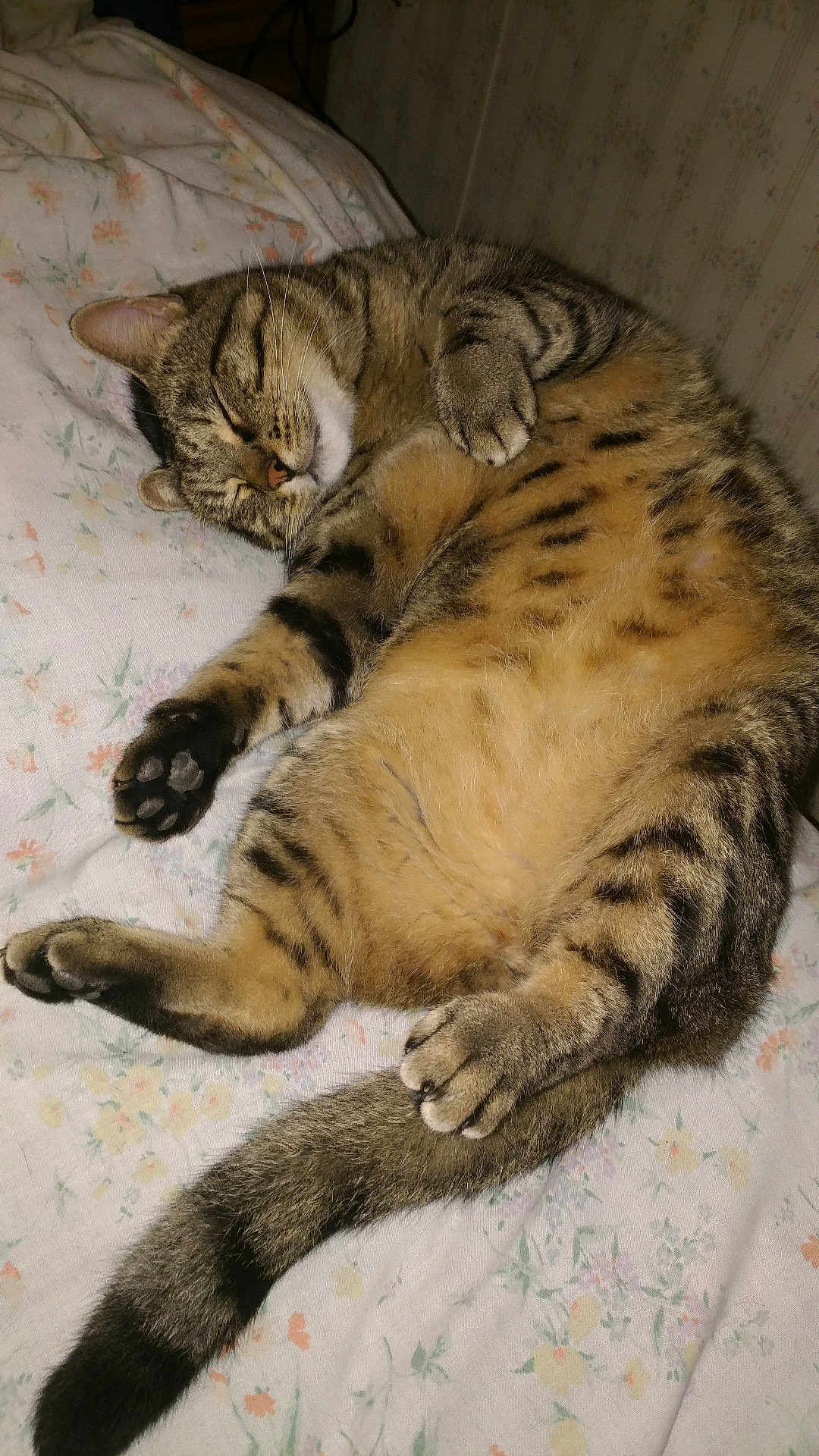 Jaggie is registered to the contest to win money with this photo: animal, bed, blanket, cat, cozy, cute, domestic_animal, feline, fluffy, fur, indoor, paw, pet, relaxed, resting, sleeping, striped, tabby_cat, tail, whiskers