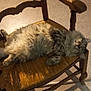 cat, fluffy, sleeping, chair, wooden_chair, indoor, cozy, pet, feline, resting, relaxed, fur, whiskers, paw, home, comfort, animal, cute, domestic, quiet