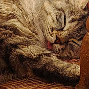 Mysti participe au concours pour gagner de l'argent avec cette photo : cat, sleeping, tongue_out, fluffy, tabby, fur, resting, close_up, indoors, woven_chair, wood, cozy, pet, animal, cute, relaxed, whiskers, ears, face, paw