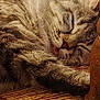 cat, sleeping, tongue_out, fluffy, tabby, fur, resting, close_up, indoors, woven_chair, wood, cozy, pet, animal, cute, relaxed, whiskers, ears, face, paw