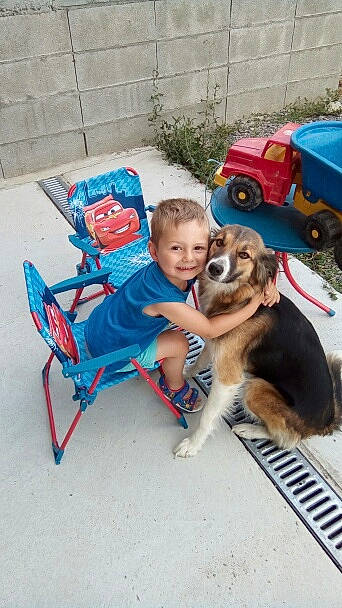 Ethan a rejoint le concours — aidez-le/la à gagner de superbes lots ! canidae, carnivore, companion_dog, dog, dog_breed, fawn, german_shepherd_dog, joy, person, sporting_group, street_dog, vehicle