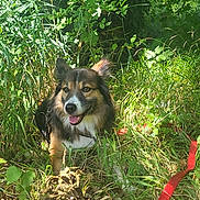 Maya participe au concours pour gagner de l'argent avec cette photo : dog, grass, plants, leaves, sunlight, outdoor, nature, canine, pet, happy, tongue_out, fur, leash, greenery, summer, animal, smiling, muzzle, ears, resting