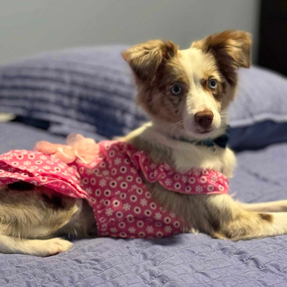 Mocha joined the competition — help win amazing prizes! animal, bed, bedroom, blanket, canine, couch, cushion, dog, face, furniture, head, homedecor, indoors, person, pet, photography, portrait, puppy, quilt, room