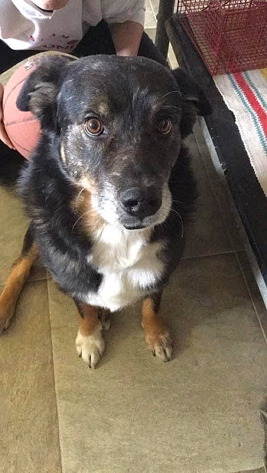 Gibbs joined the competition — help win amazing prizes! canidae, carnivore, companion_dog, dog, dog_breed, flooring, fur, paw, puppy, snout, sporting_group, street_dog, terrestrial_animal, whiskers, working_animal, working_dog