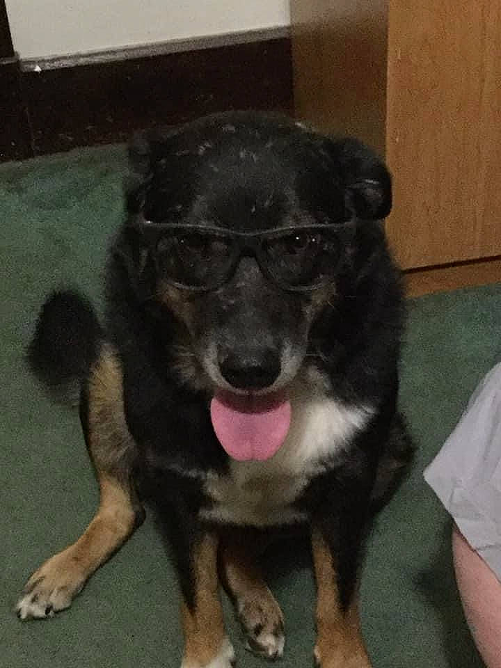 Gibbs joined the competition — help win amazing prizes! ancient_dog_breeds, canidae, carlin_pinscher, carnivore, companion_dog, dog, dog_breed, fur, guard_dog, herding_dog, paw, sporting_group, street_dog, terrestrial_animal, working_animal, working_dog