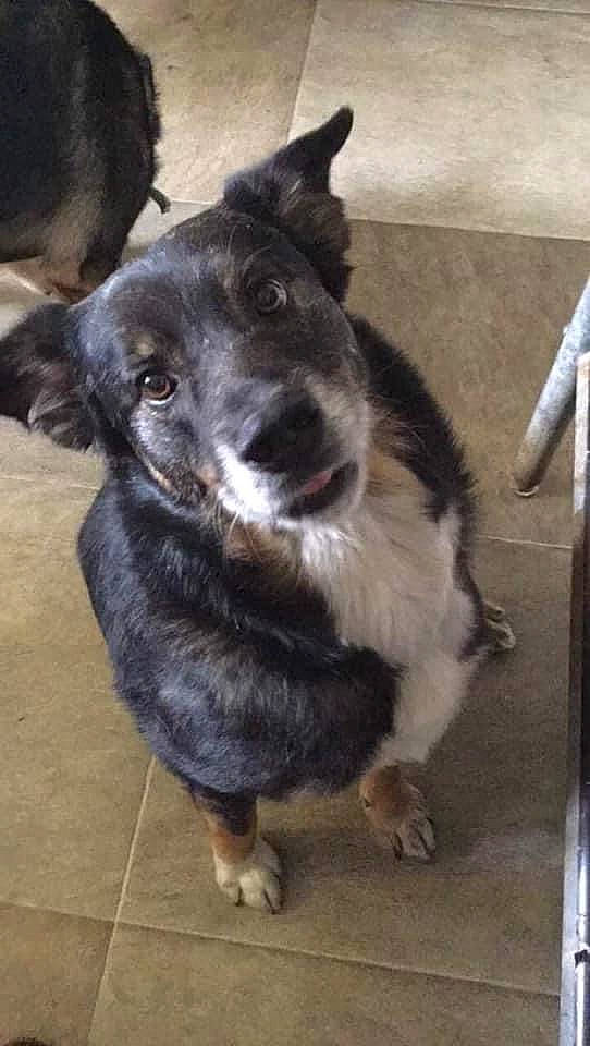 Gibbs is registered to the contest to win money with this photo: canidae, carnivore, companion_dog, dog, dog_breed, flooring, fur, herding_dog, sporting_group, whiskers, working_animal, working_dog