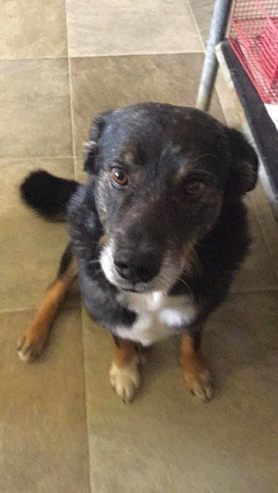 Gibbs is registered to the contest to win money with this photo: canidae, carnivore, companion_dog, dog, dog_breed, flooring, fur, paw, snout, sporting_group, street_dog, terrestrial_animal, whiskers, working_animal, working_dog