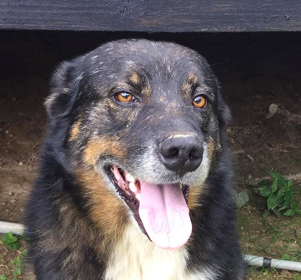 Gibbs joined the competition — help win amazing prizes! canidae, carlin_pinscher, carnivore, companion_dog, dog, dog_breed, fur, guard_dog, herding_dog, snout, sporting_group, terrestrial_animal, whiskers, working_dog