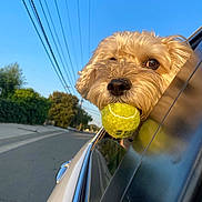 Maggie is registered to the contest to win money with this photo: animal, blue_sky, canine, car, closeup, daytime, dog, fur, happy, leisure, nature, outdoor, pet, playful, road, suburban, sunlight, tennis_ball, transportation, window