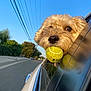animal, blue_sky, canine, car, closeup, daytime, dog, fur, happy, leisure, nature, outdoor, pet, playful, road, suburban, sunlight, tennis_ball, transportation, window
