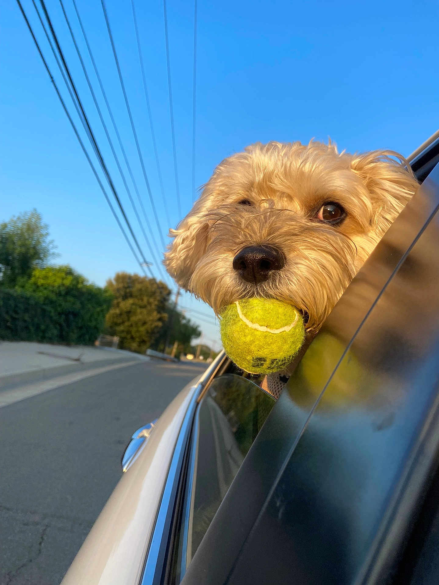 Maggie is registered to the contest to win money with this photo: animal, blue_sky, canine, car, closeup, daytime, dog, fur, happy, leisure, nature, outdoor, pet, playful, road, suburban, sunlight, tennis_ball, transportation, window