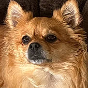 Daisy joined the competition — help win amazing prizes! affenpinscher, animal, canine, chair, chihuahua, cockerspaniel, couch, cushion, dog, eskimodog, furniture, homedecor, indoors, interiordesign, papillon, pet, puppy, snout, terrier, whitedog