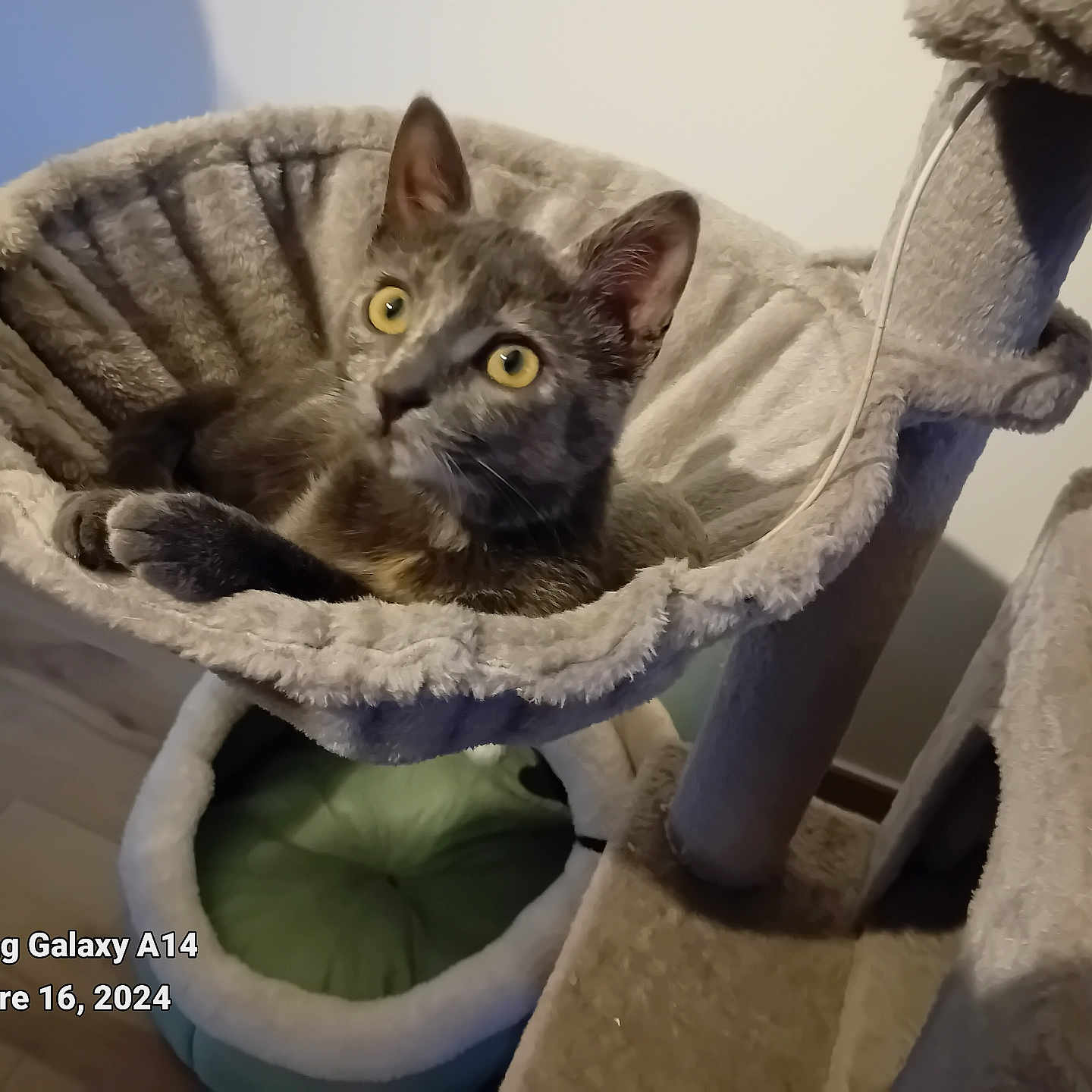 Maya a rejoint le concours — aidez-le/la à gagner de superbes lots ! abyssinian, animal, armchair, basket, bed, blanket, cat, chair, couch, cushion, den, doghouse, furniture, homedecor, indoors, kennel, kitten, manx, pet, siamese