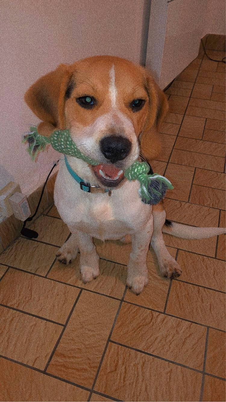 Raùl a rejoint le concours — aidez-le/la à gagner de superbes lots ! canidae, carnivore, companion_dog, dog, dog_breed, dog_supply, fawn, flooring, hardwood, hunting_dog, irishjacks, pet_supply, puppy, snout, sporting_group, tail, whiskers, wood, working_animal