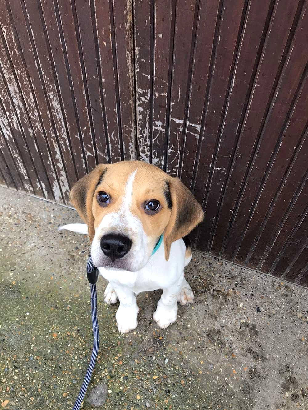 Raùl participe au concours pour gagner de l'argent avec cette photo : beagle, beagle_harrier, canidae, carnivore, collar, companion_dog, dog, dog_breed, fawn, fence, hound, leash, road_surface, scent_hound, snout, sporting_group, tail, whiskers, wood, working_animal