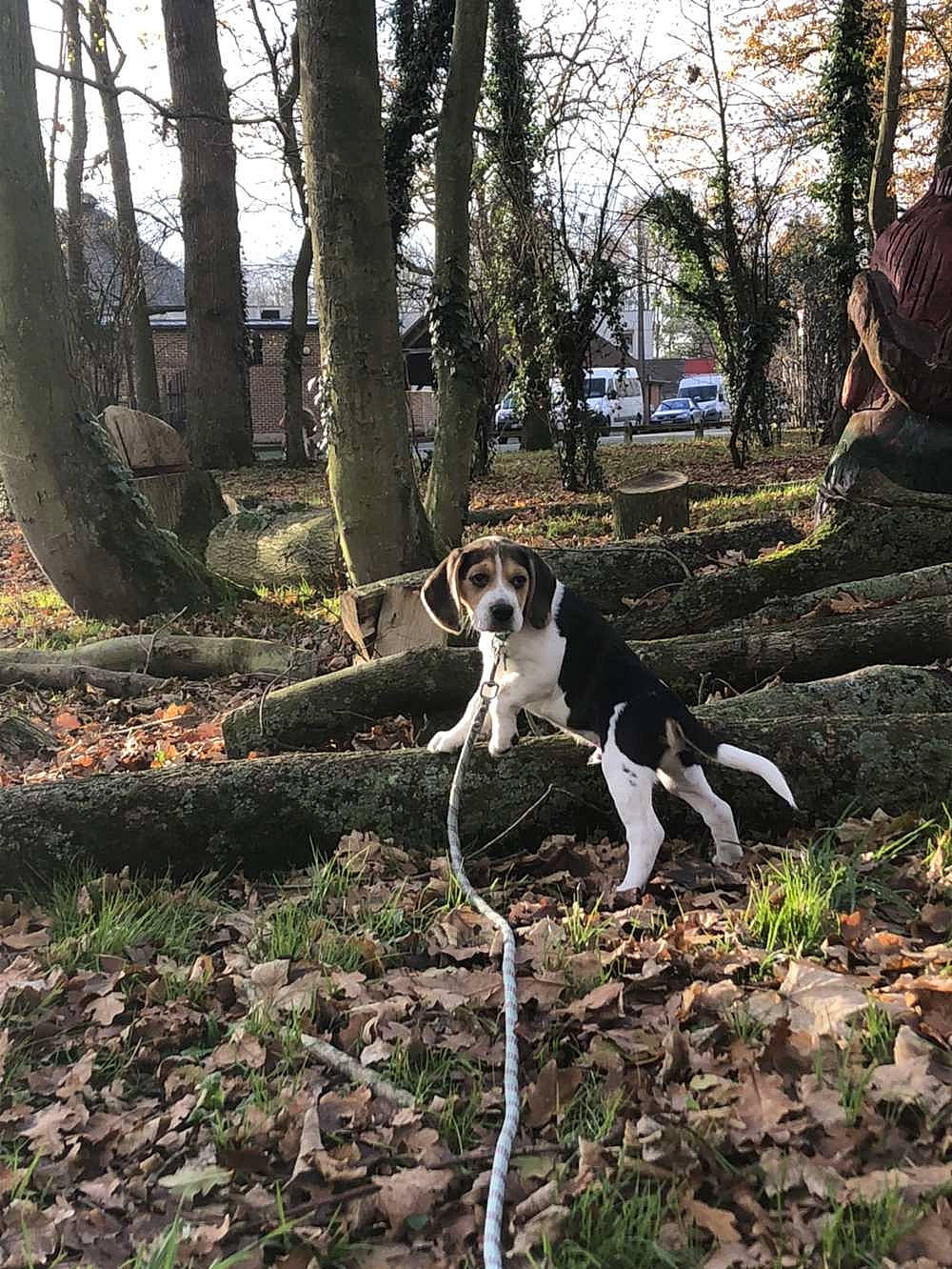 Raùl participe au concours pour gagner de l'argent avec cette photo : canidae, carnivore, companion_dog, dog, dog_breed, fawn, grass, plant, pointing_breed, sky, soil, sporting_group, tail, trail, tree, trunk, twig, wood, woodland, working_dog