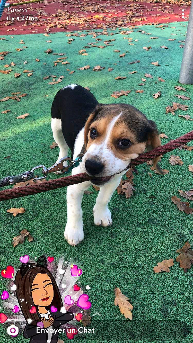 Raùl a rejoint le concours — aidez-le/la à gagner de superbes lots ! beagle, beagle_harrier, carnivore, companion_dog, dog, dog_breed, foot, grass, green, groundcover, hound, leisure, people_in_nature, petal, plant, scent_hound, sporting_group, terrier, toy, working_dog