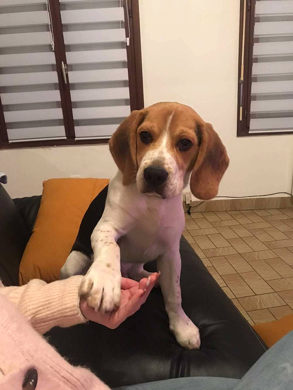 Raùl a rejoint le concours — aidez-le/la à gagner de superbes lots ! beagle, beagle_harrier, canidae, carnivore, comfort, companion_dog, couch, dog, dog_breed, fawn, flooring, hound, mammal, pet_supply, scent_hound, sitting, snout, sporting_group, tail, working_animal