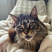 Laïka a rejoint le concours — aidez-le/la à gagner de superbes lots ! cat, fluffy, pet, animal, feline, whiskers, ears, eyes, nose, fur, blanket, cozy, indoor, relaxing, closeup, portrait, cute, soft, comfort, resting