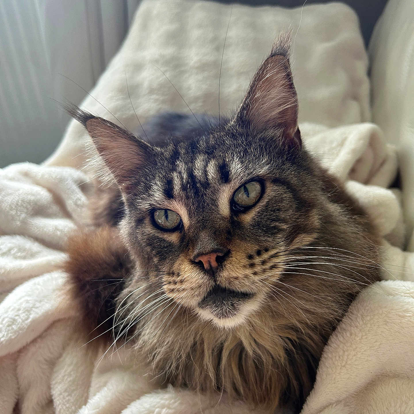 Laïka a rejoint le concours — aidez-le/la à gagner de superbes lots ! animal, blanket, cat, closeup, comfort, cozy, cute, ears, eyes, feline, fluffy, fur, indoor, nose, pet, portrait, relaxing, resting, soft, whiskers