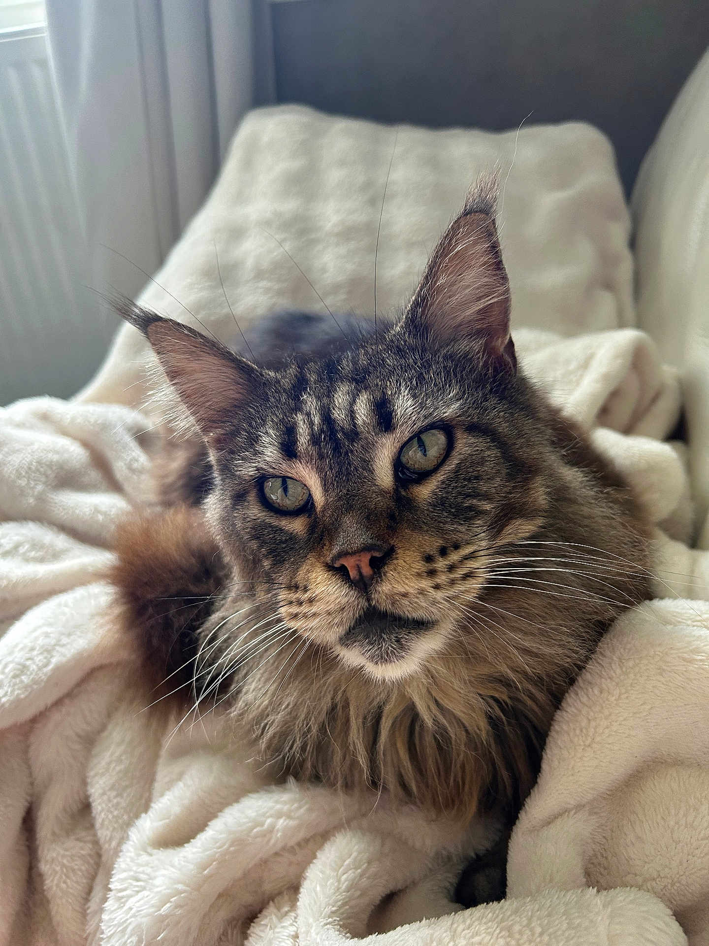 Laïka a rejoint le concours — aidez-le/la à gagner de superbes lots ! cat, fluffy, pet, animal, feline, whiskers, ears, eyes, nose, fur, blanket, cozy, indoor, relaxing, closeup, portrait, cute, soft, comfort, resting