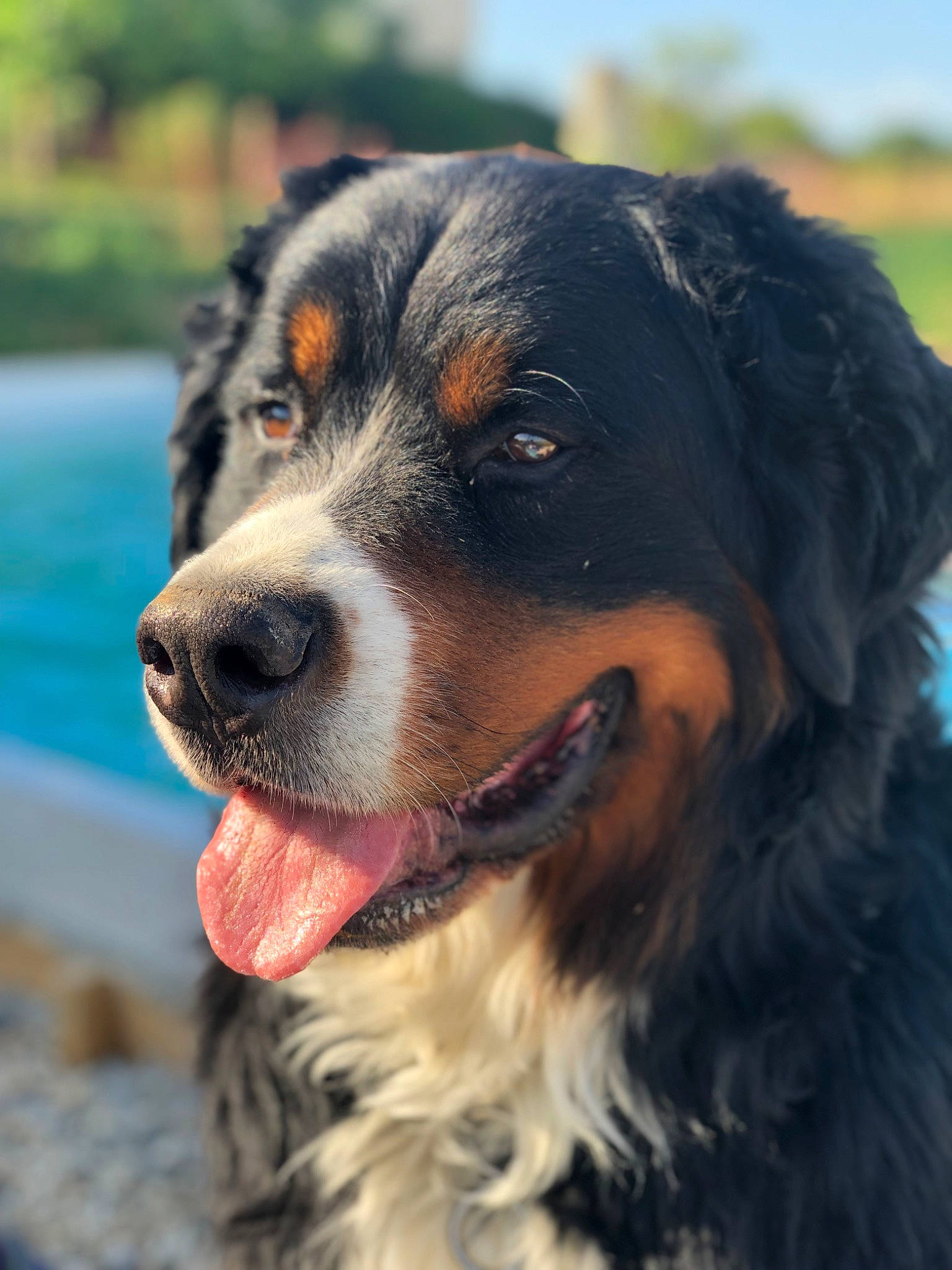 Pongo a rejoint le concours — aidez-le/la à gagner de superbes lots ! bernese_mountain_dog, canidae, carnivore, companion_dog, dog, dog_breed, fur, giant_dog_breed, guard_dog, herding_dog, hunting_dog, sky, snout, sporting_group, terrestrial_animal, vertebrate, water, whiskers, working_animal, working_dog