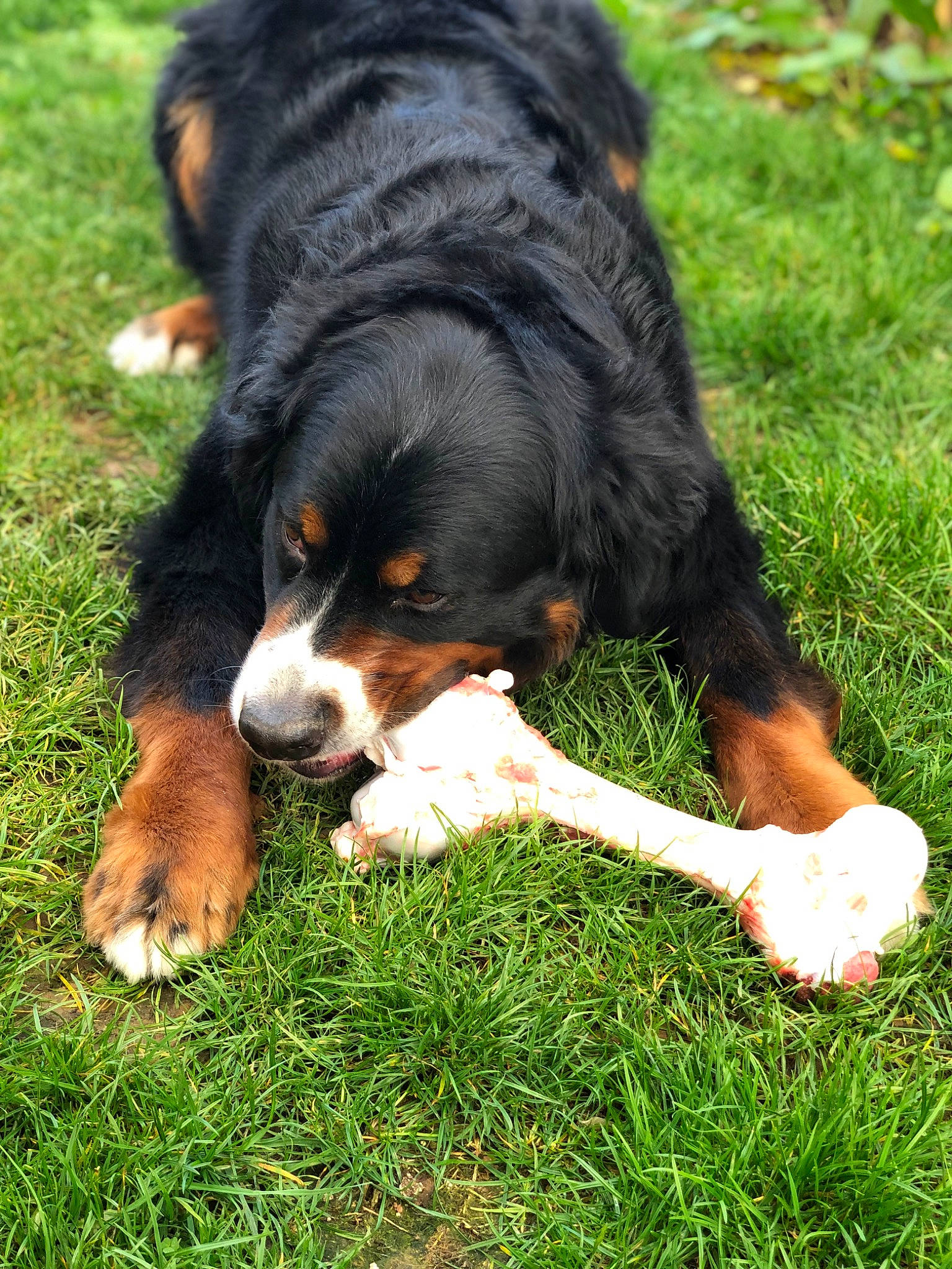 Pongo a rejoint le concours — aidez-le/la à gagner de superbes lots ! bernese_mountain_dog, canidae, carnivore, companion_dog, dog, dog_breed, grass, greater_swiss_mountain_dog, green, herding_dog, hunting_dog, plant, sharing, snout, sporting_group, tail, terrestrial_animal, working_dog