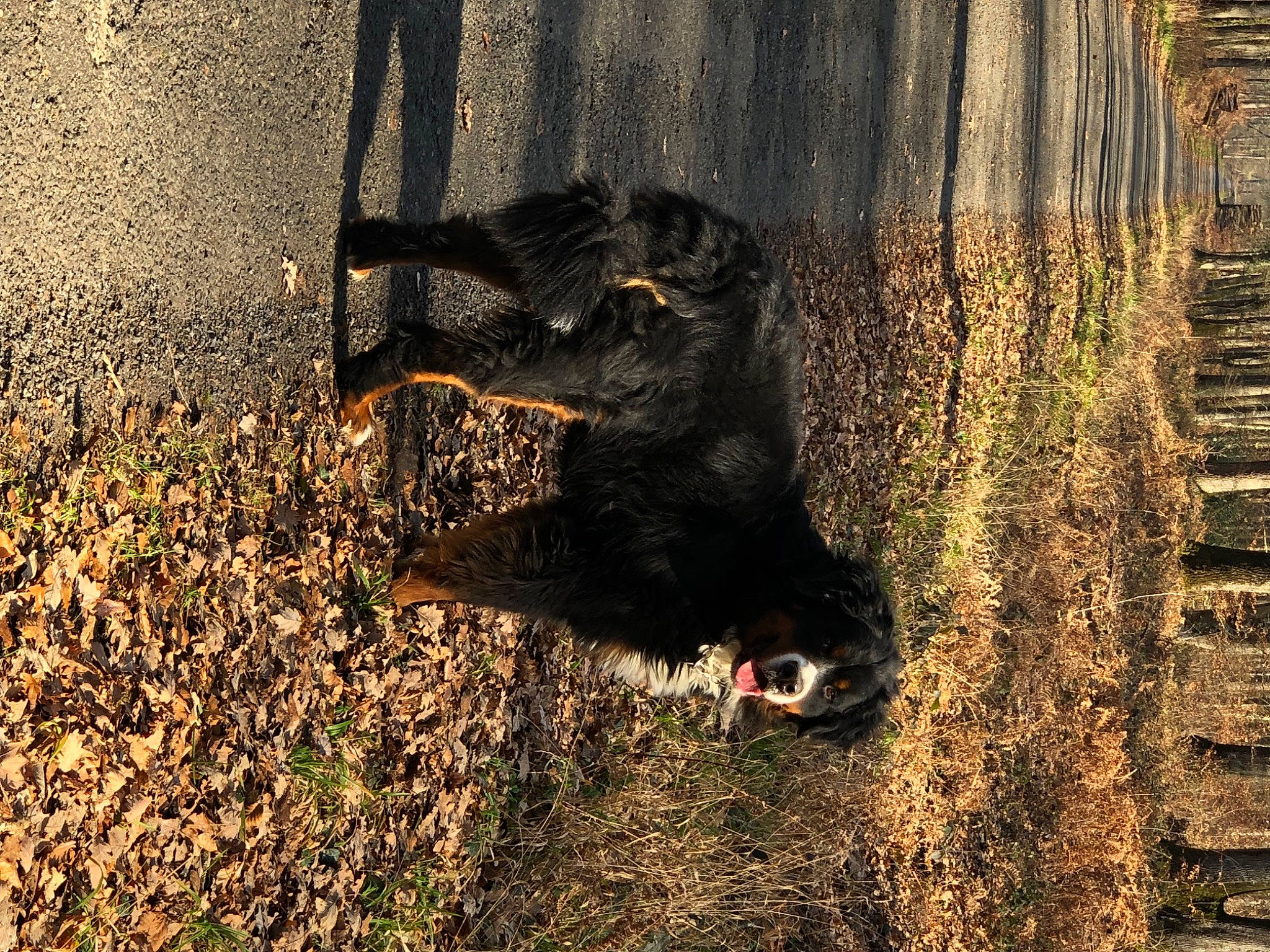 Pongo participe au concours pour gagner de l'argent avec cette photo : carnivore, dog_breed, fur, grass, guard_dog, people_in_nature, plant, shadow, snout, soil, sporting_group, tail, terrestrial_animal, tints_and_shades, tree, trunk, vertebrate, wildlife, wood, working_animal