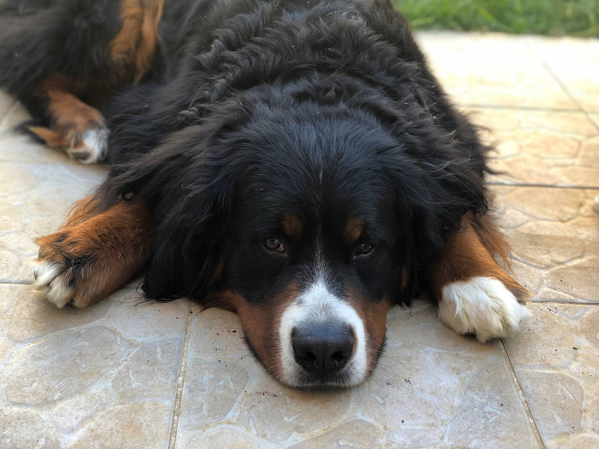 Pongo participe au concours pour gagner de l'argent avec cette photo : bernese_mountain_dog, canidae, carnivore, companion_dog, dog, dog_breed, flooring, fur, giant_dog_breed, herding_dog, snout, sporting_group, terrestrial_animal, vertebrate, whiskers, working_dog