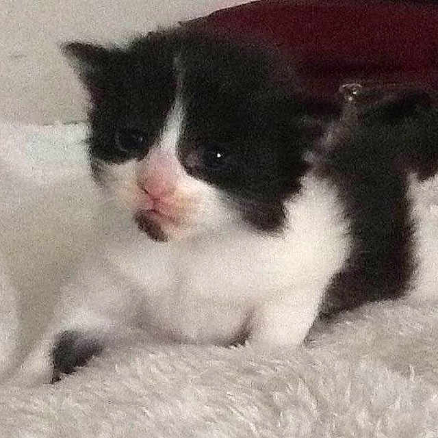 Oreo