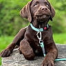 puppy, dog, labrador, brown_fur, collar, leash, tree_stump, outdoor, nature, greenery, pet, animal, close_up, portrait, young_dog, resting, looking_up, cute, fur, canine