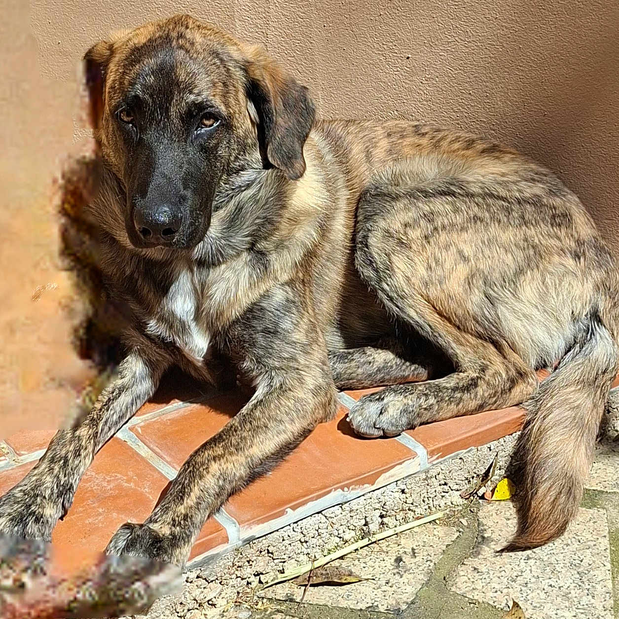 Kiwi participe au concours pour gagner de l'argent avec cette photo : animal, brindle_coat, calm, canine, daylight, dog, fur, lying_down, nature, outdoor, paw, pet, quiet, relaxed, resting, shadow, sunlight, tail, terracotta_tiles, wall