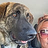 black_nose, blurry, brown_fur, car_interior, casual, close_up, companion, dog, harness, head, human, indoor, person, pet, seat, seatbelt, side_view, sunglasses, transportation, window_reflection
