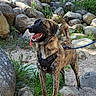 Kiwi participe au concours pour gagner de l'argent avec cette photo : adventure, animal, brindle, canine, dog, forest, greenery, happy, harness, landscape, leash, nature, outdoor, pet, rocks, standing, summer, sunlight, tongue_out, trail
