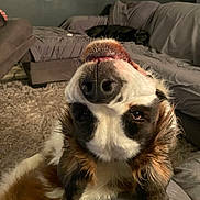 Louie is registered to the contest to win money with this photo: dog, close_up, upside_down, nose, ears, living_room, couch, carpet, furniture, pet, animal, sleeping, cozy, indoor, cute, relaxed, brown, white, black, fluffy