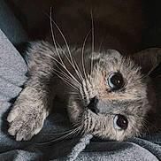 Olivia joined the competition — help win amazing prizes! cat, blue_eyes, whiskers, paw, fur, close_up, grey_fabric, cozy, pet, animal, cute, lying_down, indoors, curious, soft_texture, feline, mammal, domestic_animal, relaxed, portrait