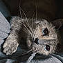 cat, blue_eyes, whiskers, paw, fur, close_up, grey_fabric, cozy, pet, animal, cute, lying_down, indoors, curious, soft_texture, feline, mammal, domestic_animal, relaxed, portrait