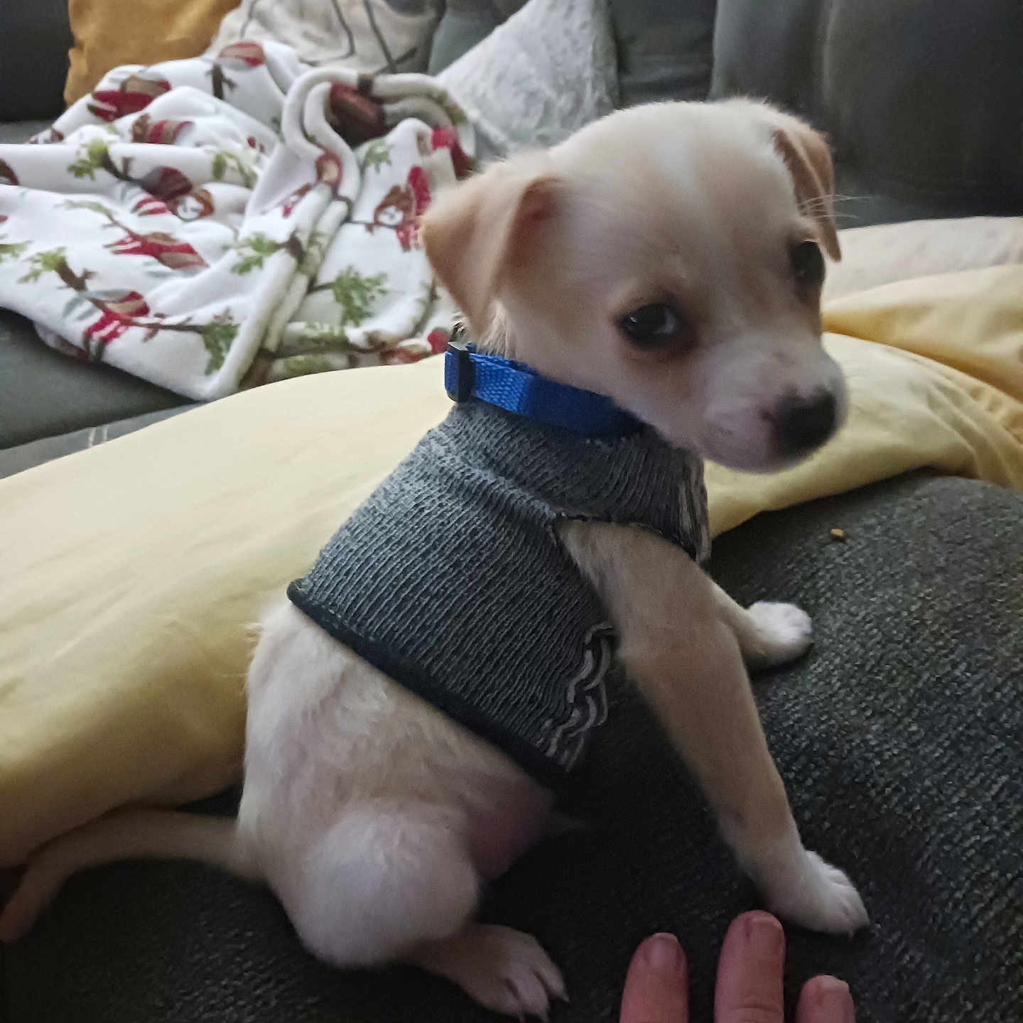 Otis is registered to the contest to win money with this photo: animal, baby, blanket, bodypart, canine, chihuahua, clothing, couch, cushion, dog, finger, furniture, hand, homedecor, hound, knitwear, person, pet, puppy, sweater