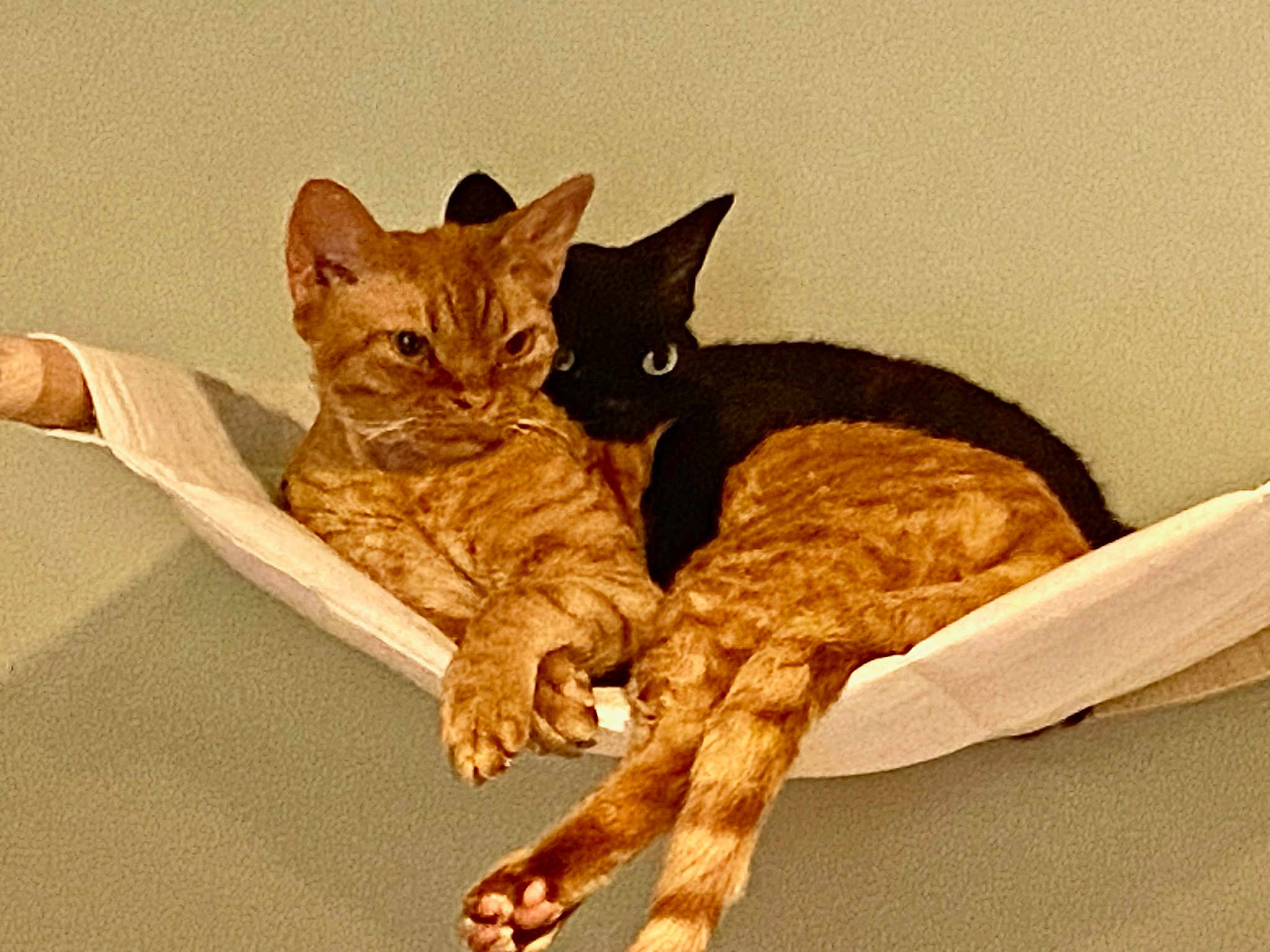 Ophelia And Freddy