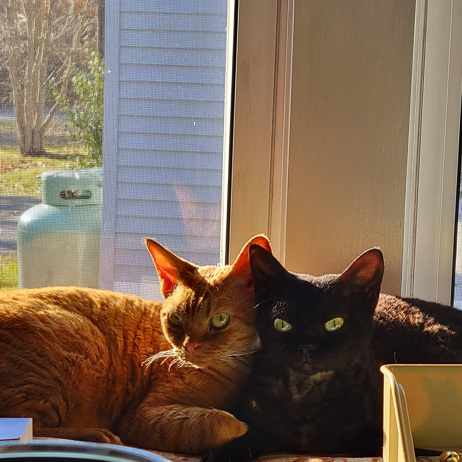 Ophelia And Freddy is registered to the contest to win money with this photo: black_cat, brown, carnivore, cat, cat_supply, comfort, domestic_short_haired_cat, felidae, fur, pet_supply, plant, room, small_to_medium_sized_cats, square, tail, tints_and_shades, vertebrate, whiskers, window, wood