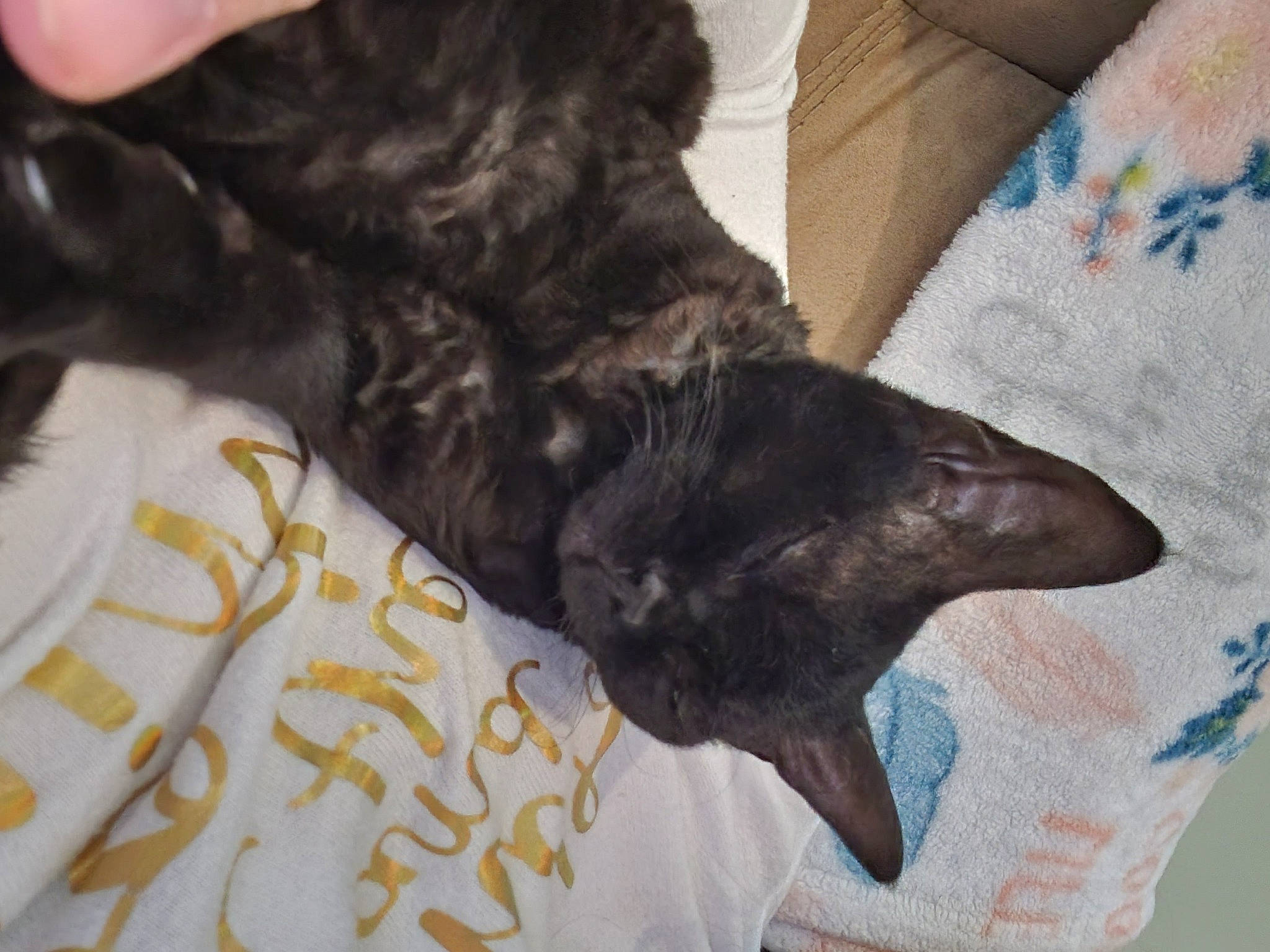 Ophelia And Freddy joined the competition — help win amazing prizes! black_cat, canidae, carnivore, claw, comfort, companion_dog, couch, dog, dog_breed, fawn, felidae, fur, linens, liver, nap, small_to_medium_sized_cats, sporting_group, tail, whiskers, working_animal